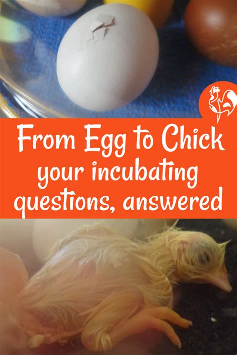 Incubating Chicken Eggs Your Questions Answered
