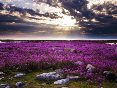 Campo de flores lilas | Campo de flores, Flores lilas