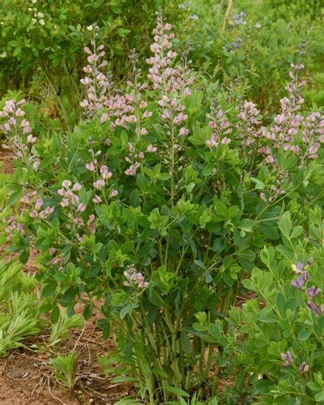 ‘pink Truffles Decadence False Indigo Plants Deer Resistant Plants