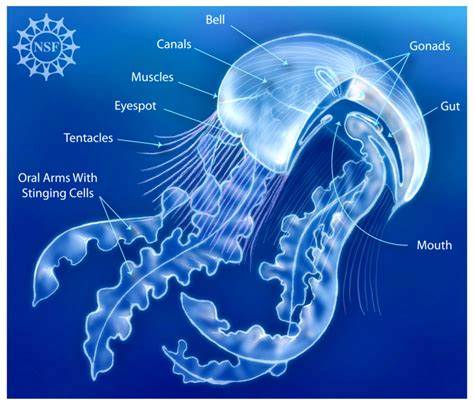 Anatomy Of A Jellyfish