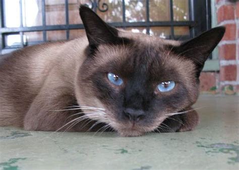 Adopt a siamese cat or kitten from nyc siamese rescue ! Siamese Cat Rescue Groups, Organizations, and Resources
