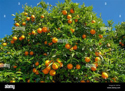 Orange Tree With Ripe Oranges On Island Madeira Stock Photo Alamy