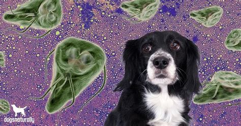 Giardia In Dogs How To Get Rid Of It Naturally Giardia In Dogs Dog