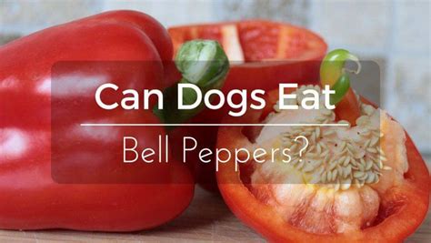Feeding cats a raw meat diet also leaves too much room for variables, another reason she doesn't advocate such a diet. Can Dogs Eat Bell Peppers? Is it good or bad? | ThePetAdvice