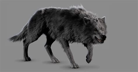 Abes Animals Grey Alpha Wolf
