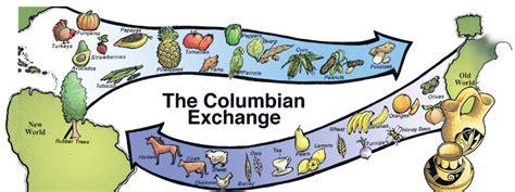 The columbian exchange was a transfer of ideas, humans, culture, plants and various technologies, that occurred in the 1400s and 1500s between the old world and the americas. 8/23-9/16: Native Americans & European Exploration - MS ...
