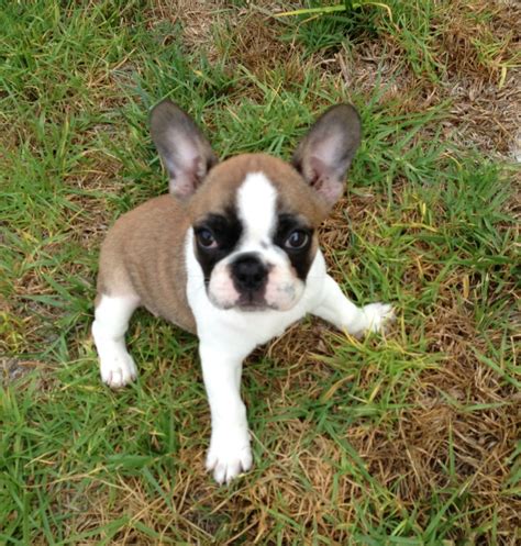 Bouledogue or bouledogue français) is a breed of domestic dog, bred to be companion dogs. French Bulldogs in Los Angeles