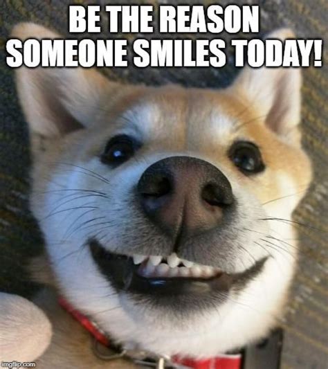 Smiling Dog Memes That Will Make You Very Happy Always Pets