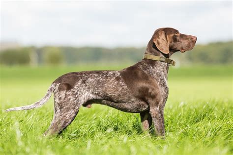 Free for commercial use no attribution required high quality images. German Shorthaired Pointer | Dog Breed Info: Pictures ...