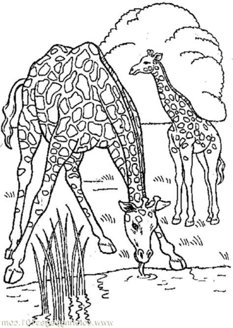 The face of a young giraffe. Print & Download - Giraffe Coloring Pages for Kids to Have Fun