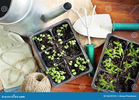 Samenstelling Met Zaailingen Voor Overplanting En Tuinhulpmiddelen