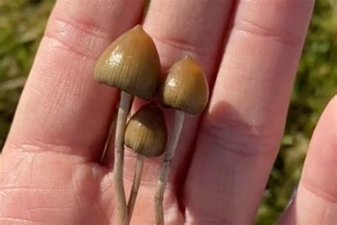 So You Want To Go Foraging For Magic Mushrooms Dazed