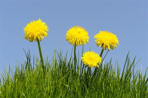They're a great ingredient in dog food. What Can You Make With a Dandelion Flower