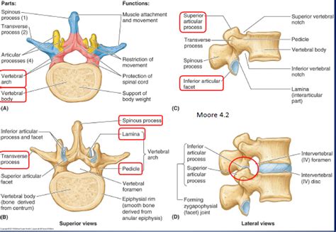 Invoking a save() method on a model will asynchronously. Vertebral Column at Pacific Northwest University of Health ...