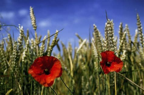 Some kill the plants, others weaken them or reduce the yield in some way, while others attack the crop after harvest while it is being stored. 5 big takeaways from the most thorough review of GMOs yet ...
