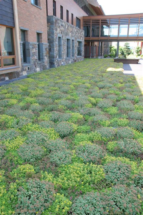 We did not find results for: Lawn Alternatives | Minnesota Gardener Magazine ...