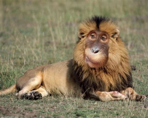 New funny animal pictures and videos submitted daily. A Collection of Funny Photoshopped Animals - Campus Socialite