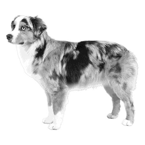 The breed is often trained for dog sports such as herding, agility, obedience, canine freestyle, flyball, and others. Miniature American Shepherd Dog Breed Information ...
