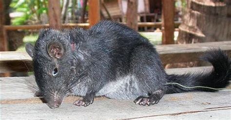 Abes Animals Laotian Rock Rat