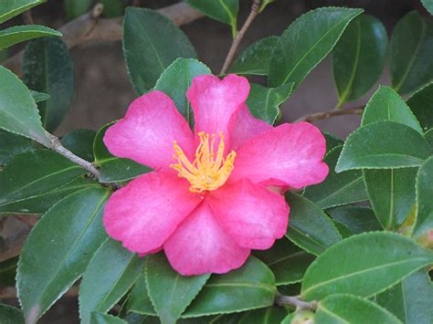 Mississippi medallion winner shishi gashira is an outstanding shrub. Kanjiro Camellia (Camellia sasanqua 'Kanjiro') in Richmond ...