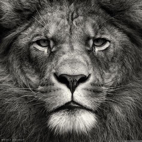 Lion Black And White Photography 1