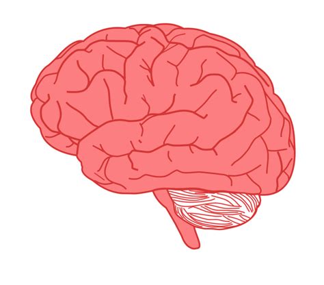 Clipart brain transparent background, Clipart brain ...