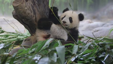 Six Months Old Panda Born Chimelong Centerone Best Stock Footage Video
