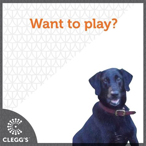 Clegg's pest control is a family owned business that has grown from one office located in durham, nc to 13 branch offices that now service the entire state of nc, sc, and va. Pin on Canine Bed Bug Inspectors on Instagram