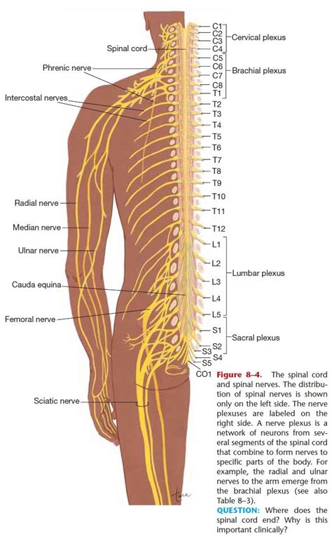 Sector $a o b$ is describe… okay. Spinal Nerves | Spinal nerve, Spinal, Ulnar nerve