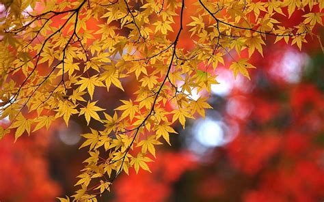 Nature Autumn Maple Branches Leaves Hips Maple Tree Orange Flowering