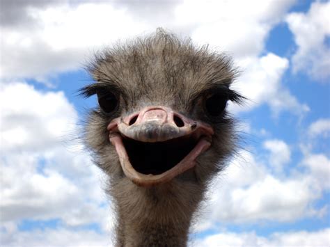 Funny Ostrich Facial Expression Image Free Stock Photo Public