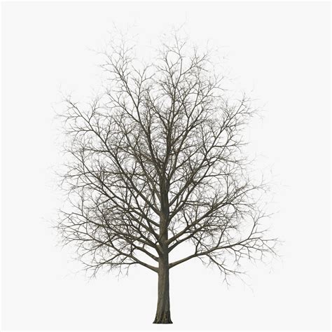 3d Model Of Red Maple Tree Winter