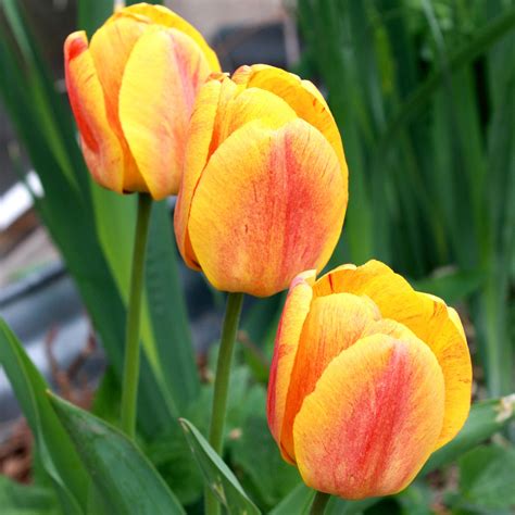 Immagini Fiori Tulipani : Immagini Belle : natura, fiore, petalo ...