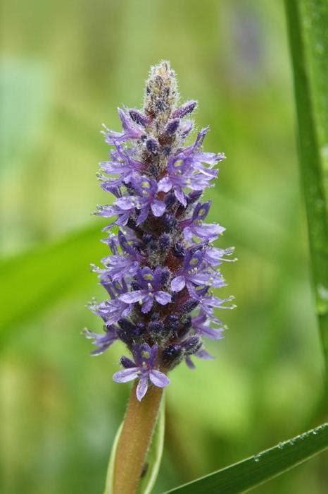 Marshes and borders of muddy ponds. pickerelweed Pontederia cordata from New England Wild ...