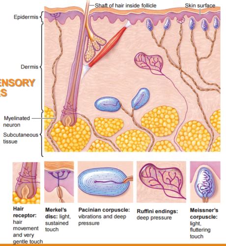 Dass sie erich honecker als trojaner nachfolgen sollte, ist da weniger publik. Merkel's Disc / Mechanoreceptors Sensory Receptors Assignment Help / Merkel's disc are tango ...