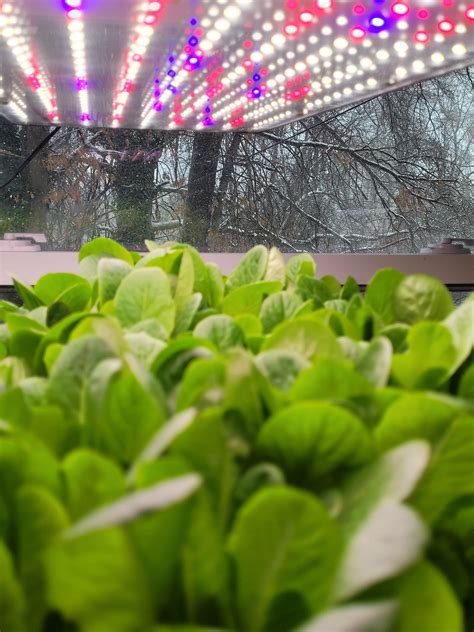 Snow And Ice Outside But Beautiful Lettuce Inside Rhydroponics
