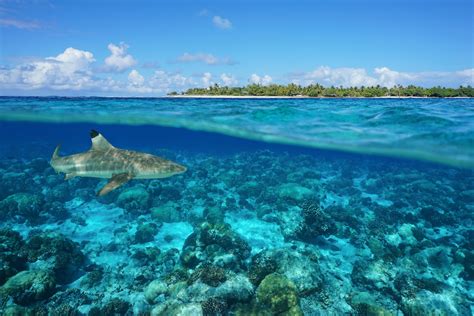 Aug 25, 2021 · information for travelers returning from countries with level 3 travel health notices. French Polynesia will reopen to international travelers on ...