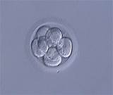 Fertility Clinic Cells
