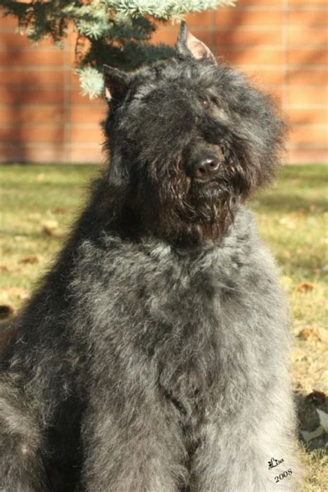 Buy and sell almost anything on gumtree classifieds. Afterglow Bouviers; Jacquie Moore, Bouvier des Flandres ...