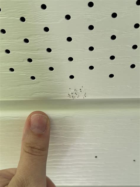 Id Eggs On Siding Rpestcontrol
