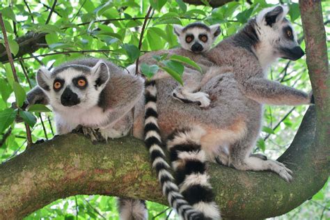Maybe you would like to learn more about one of these? Zoologischer Garten Eberswalde - Vdz Verband Der ...