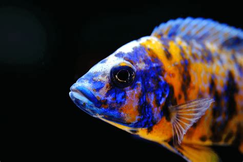 Top 10 Most Beautiful Colorful Fish Types