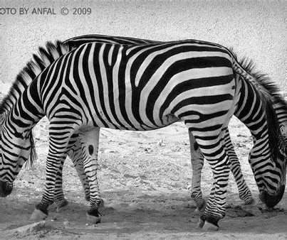 Hmmmm what do you see??? | Ilusiones ópticas divertidas, Ilusiones