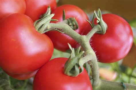 Tomato Plant Diseases Daltons
