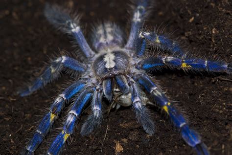 Join the fan club to become the fifth member of meta. Poecilotheria metallica - Immature Male | Pocock, 1899 ...