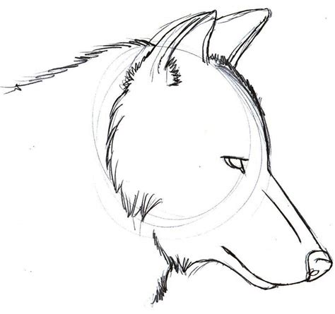 Simple Drawing Of A Wolf At Getdrawings Free Download