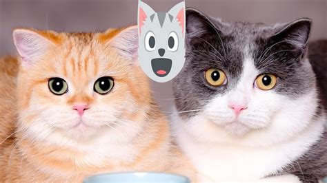 Kumpulan Video Kucing Terlucu Part 27 Kucing Lucu Kucing Imut YouTube