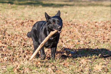 Dog Carrying Big Stick Stock Photos Pictures And Royalty Free Images