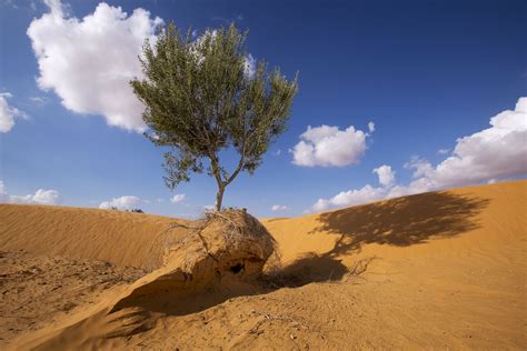 Desertification Meet The Irds Researchers At Cop14 Site Web Ird