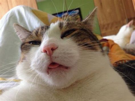 Hangover Cat Blank Template Imgflip